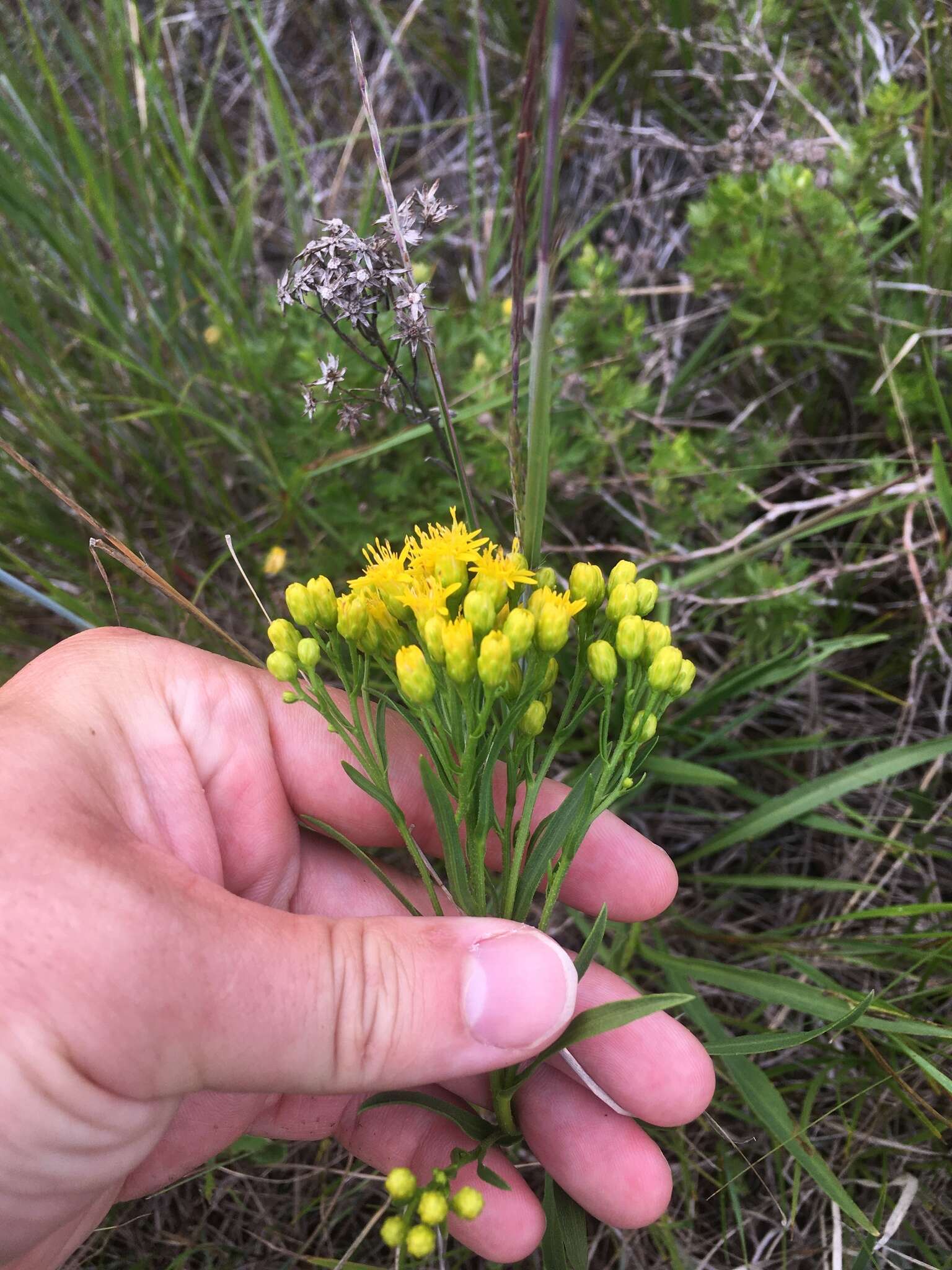 Imagem de Solidago houghtonii Torr. & A. Gray ex A. Gray