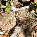 Haworthia cooperi var. gordoniana (Poelln.) M. B. Bayer resmi