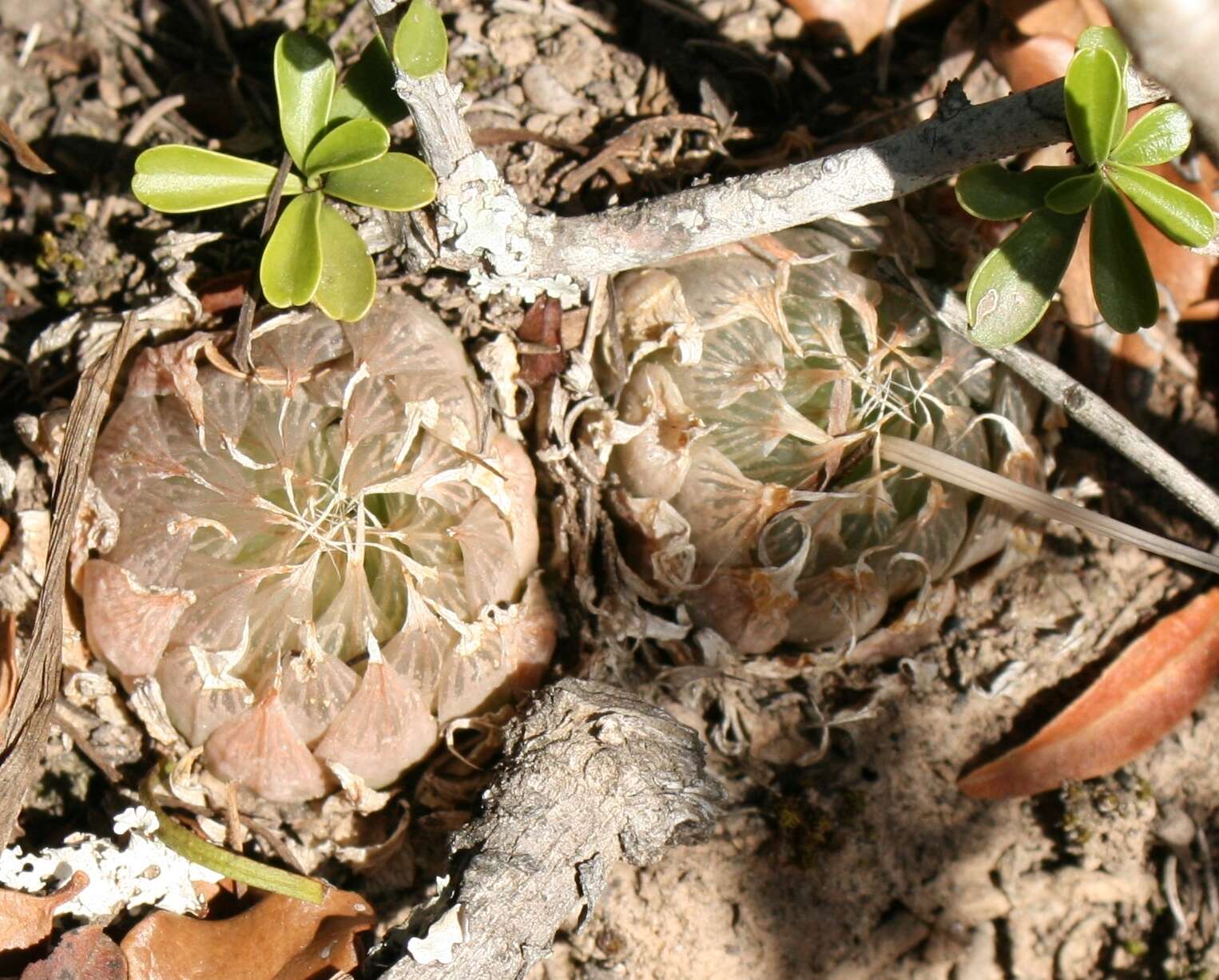 Image of Haworthia cooperi var. gordoniana (Poelln.) M. B. Bayer