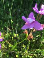 Image of tuberous grasspink