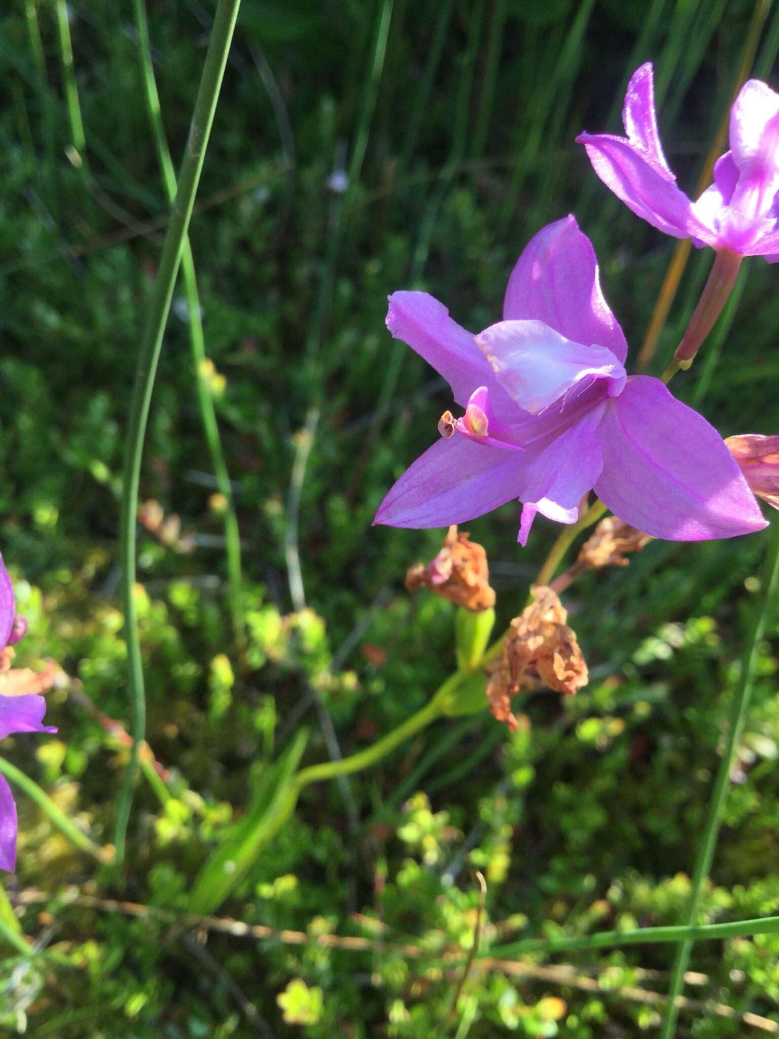 Calopogon tuberosus (L.) Britton, Sterns & Poggenb.的圖片