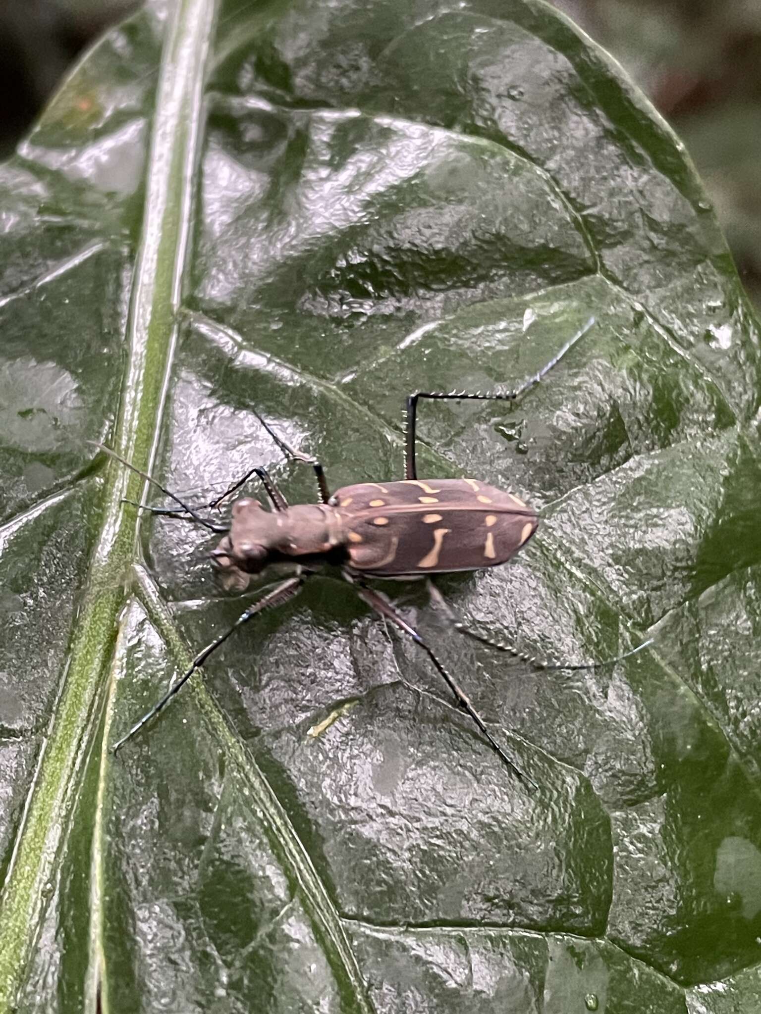 Image of Cicindela (Hipparidium) interrupta Fabricius 1775