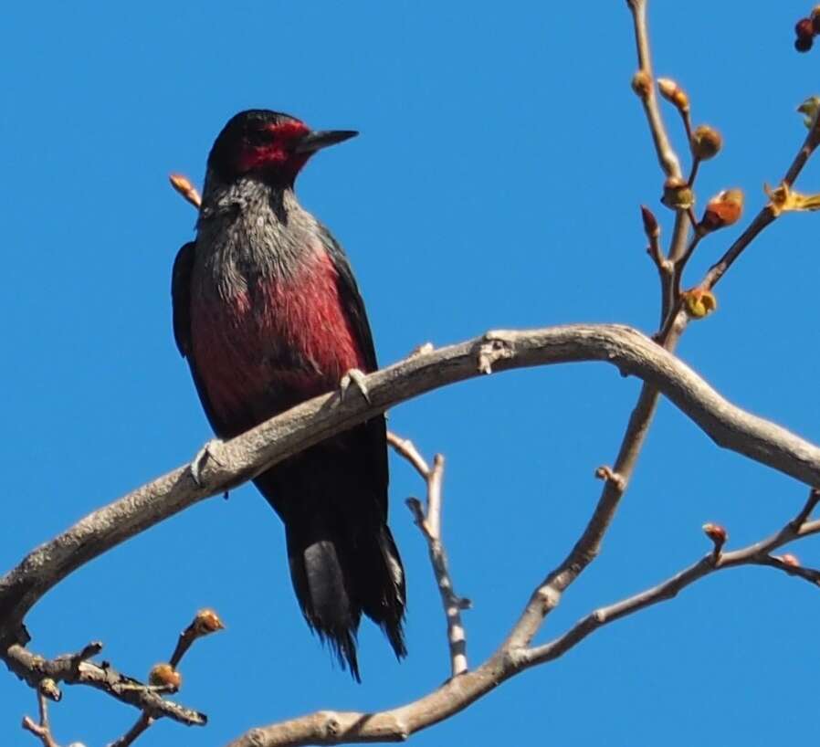 Image of Lewis's Woodpecker