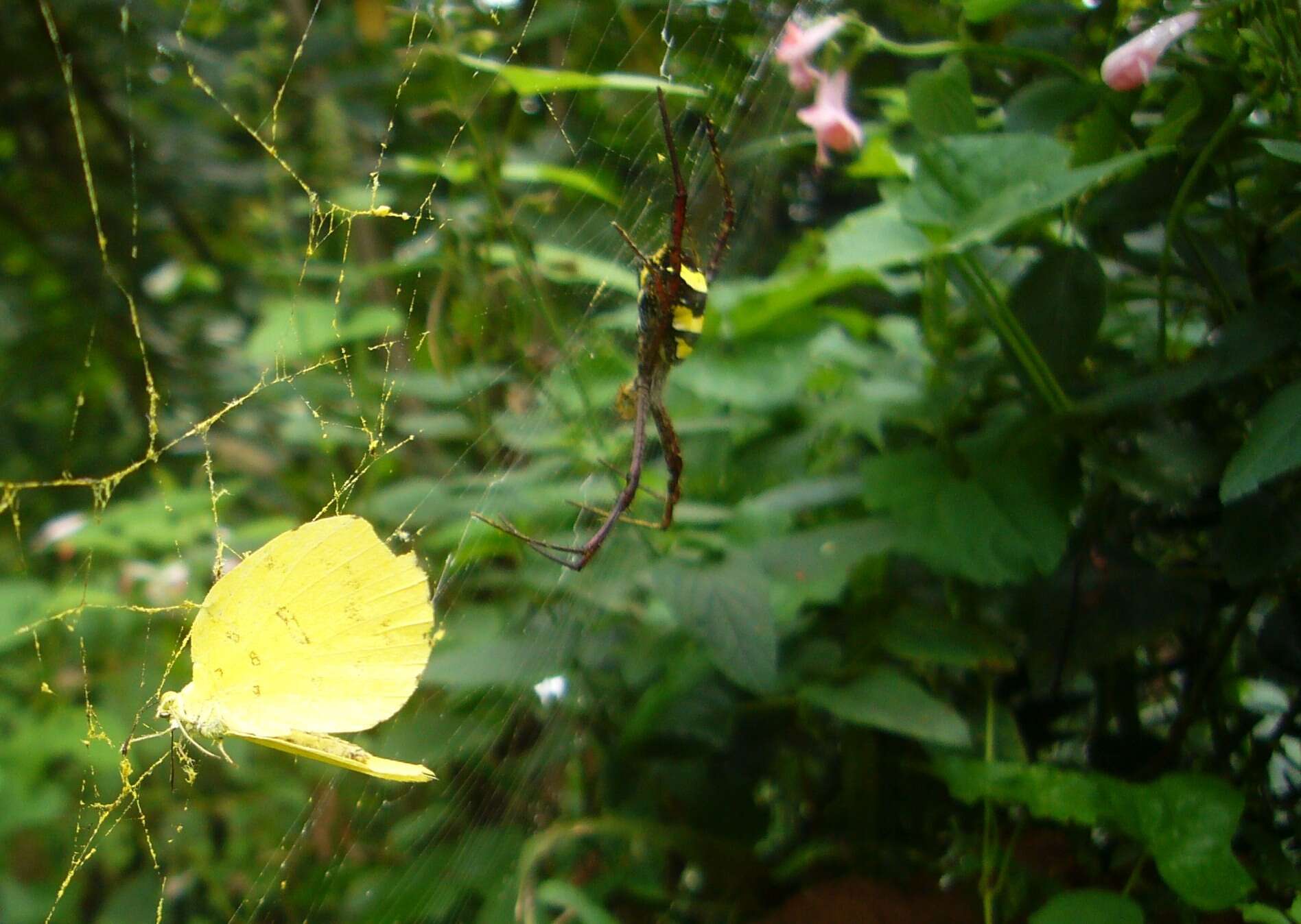 Image of Argiope taprobanica Thorell 1887