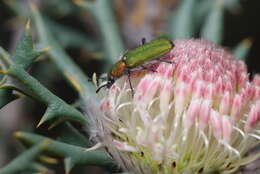 Image of Banksia carlinoides (Meissn.) A. R. Mast & K. R. Thiele