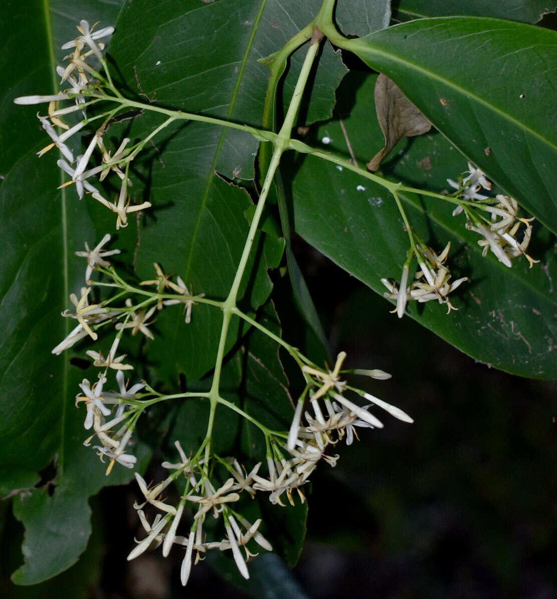 Слика од Ixora timorensis Decne.