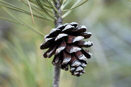 Image of Pinus leiophylla var. chihuahuana (Engelm.) Shaw