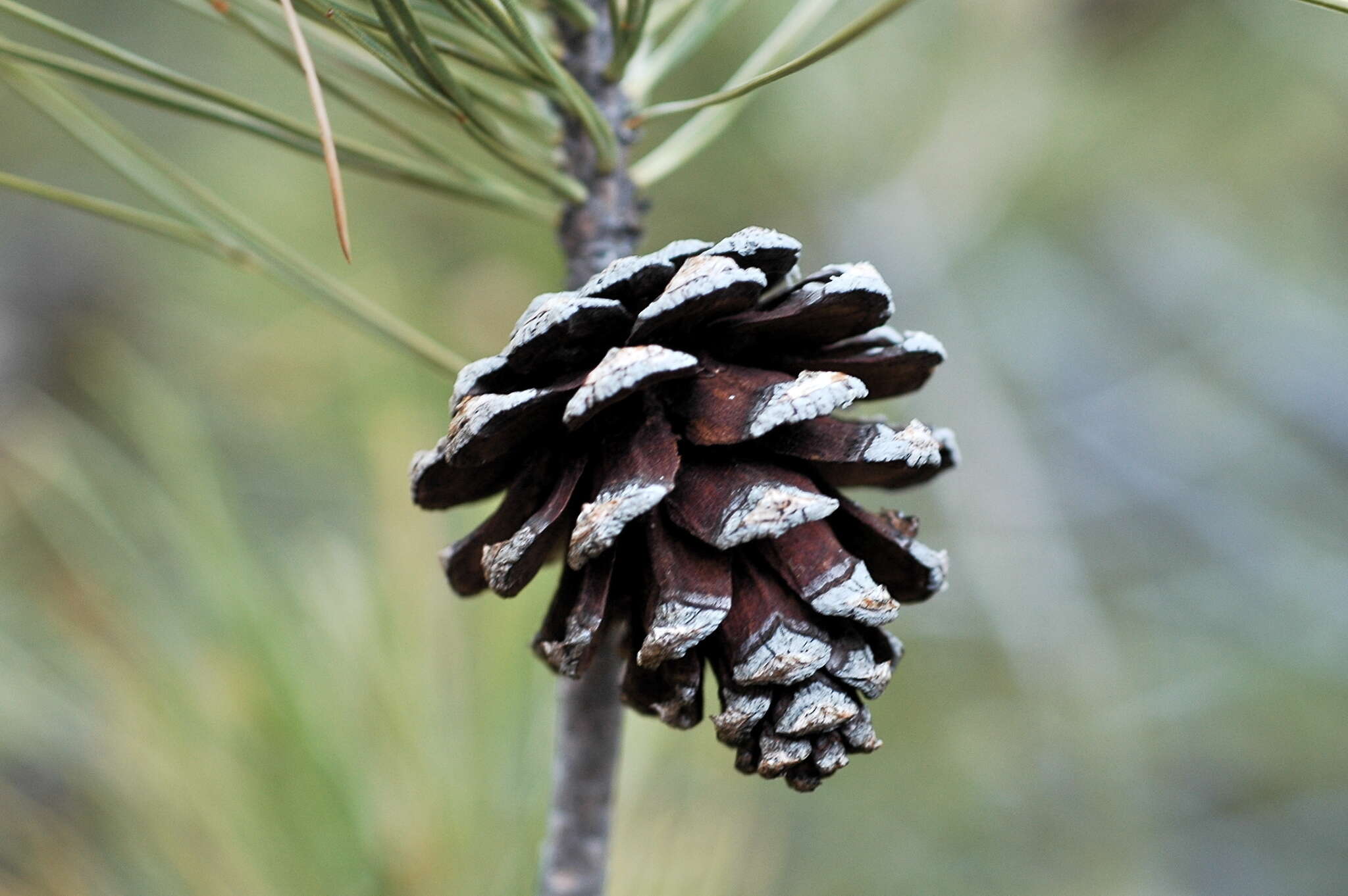 Image of Pinus leiophylla var. chihuahuana (Engelm.) Shaw