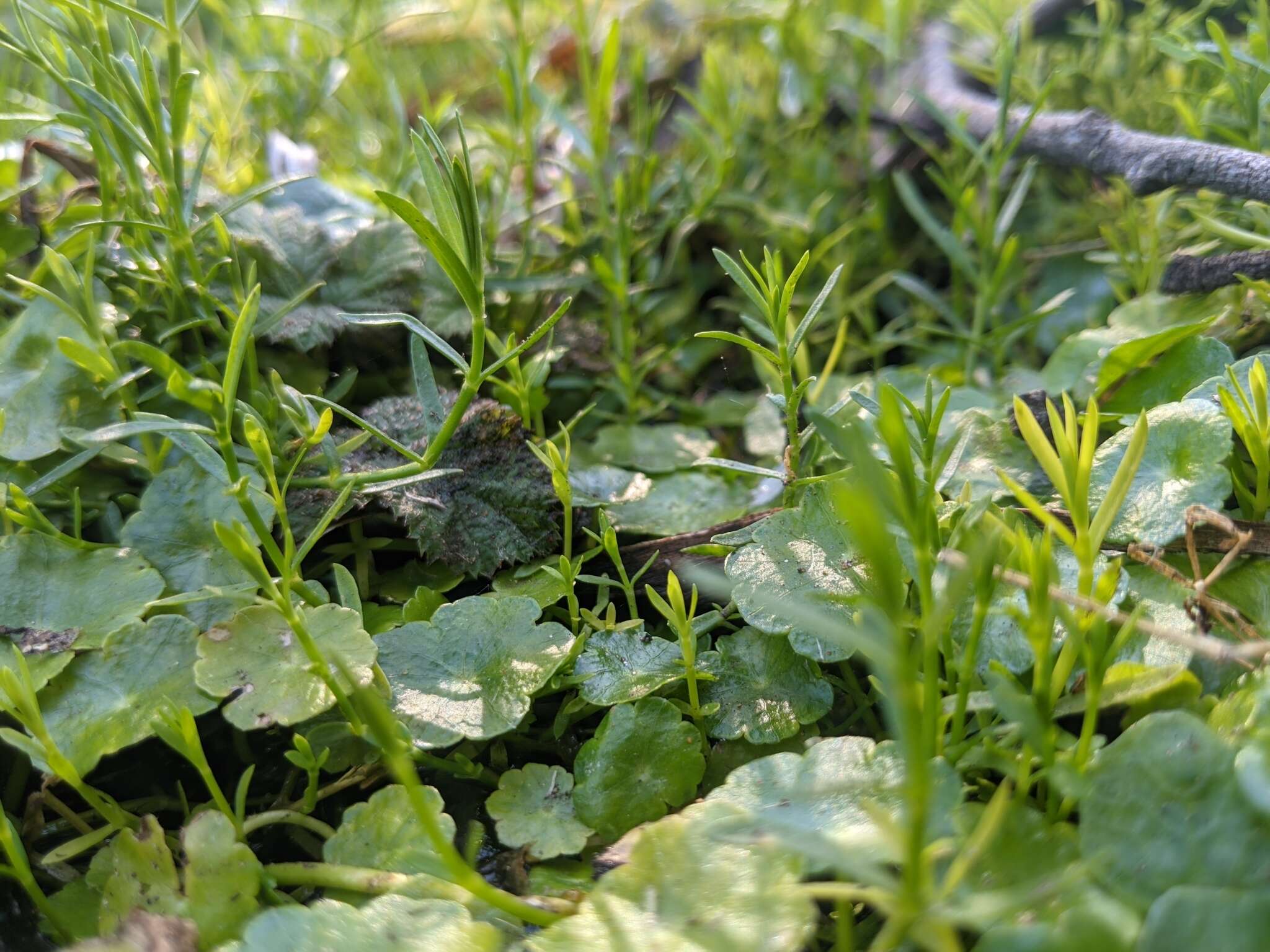 Plancia ëd Arenaria paludicola Robinson