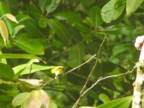 Imagem de Zosterops tetiparius Murphy 1929