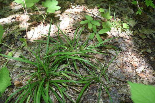 Carex backii Boott resmi