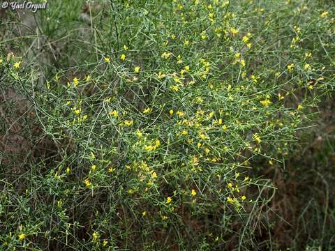 Image of Genista fasselata Decne.