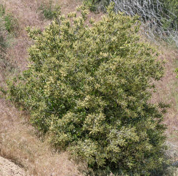 Image de Prunus ilicifolia (Nutt. ex Hook. & Arn.) D. Dietr.