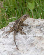 Image of Sceloporus horridus oligoporus Cope 1864