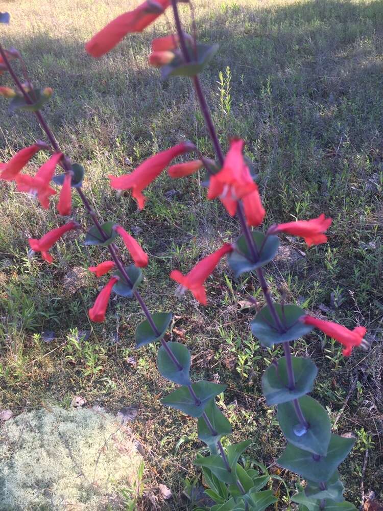 صورة Penstemon murrayanus Hook.