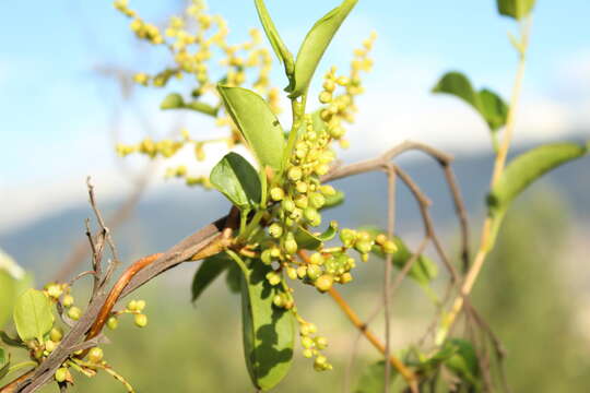 Imagem de Muehlenbeckia tamnifolia (Kunth) Meisn.