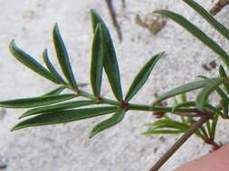 Image of Rhynchosia ferulifolia Harv.