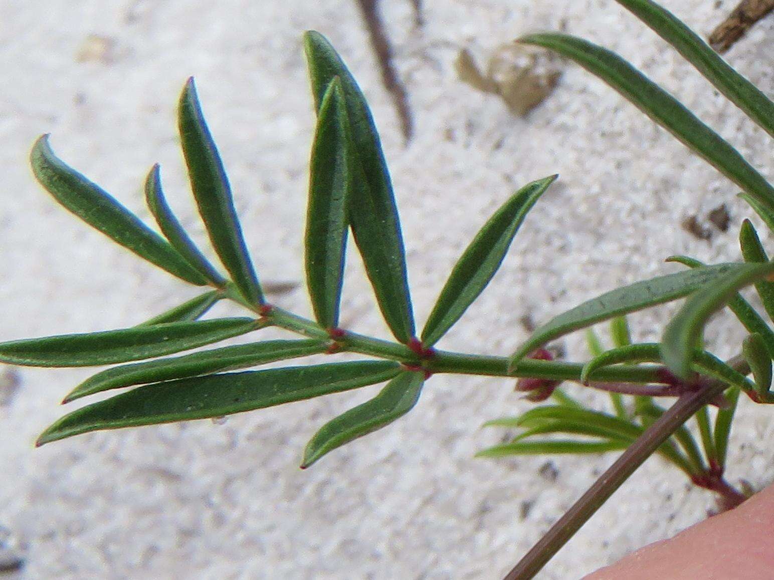 Image of Rhynchosia ferulifolia Harv.