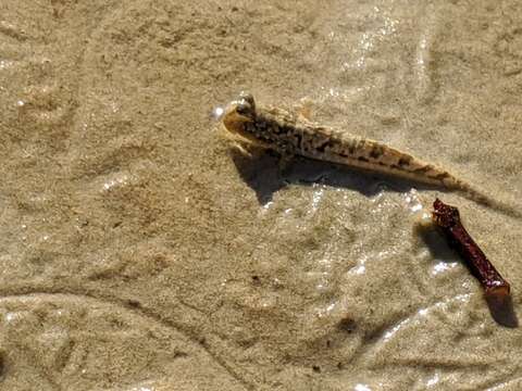 Image of Slender mudskipper