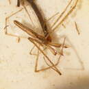 Image de Tetragnatha bogotensis Keyserling 1865