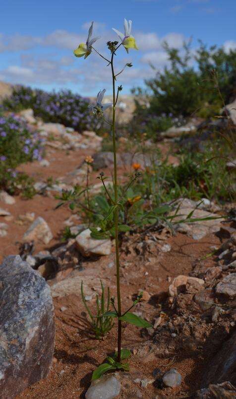 Image of Nemesia anisocarpa E. Mey. ex Benth.