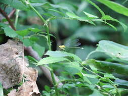 Image of Vesper Bluet