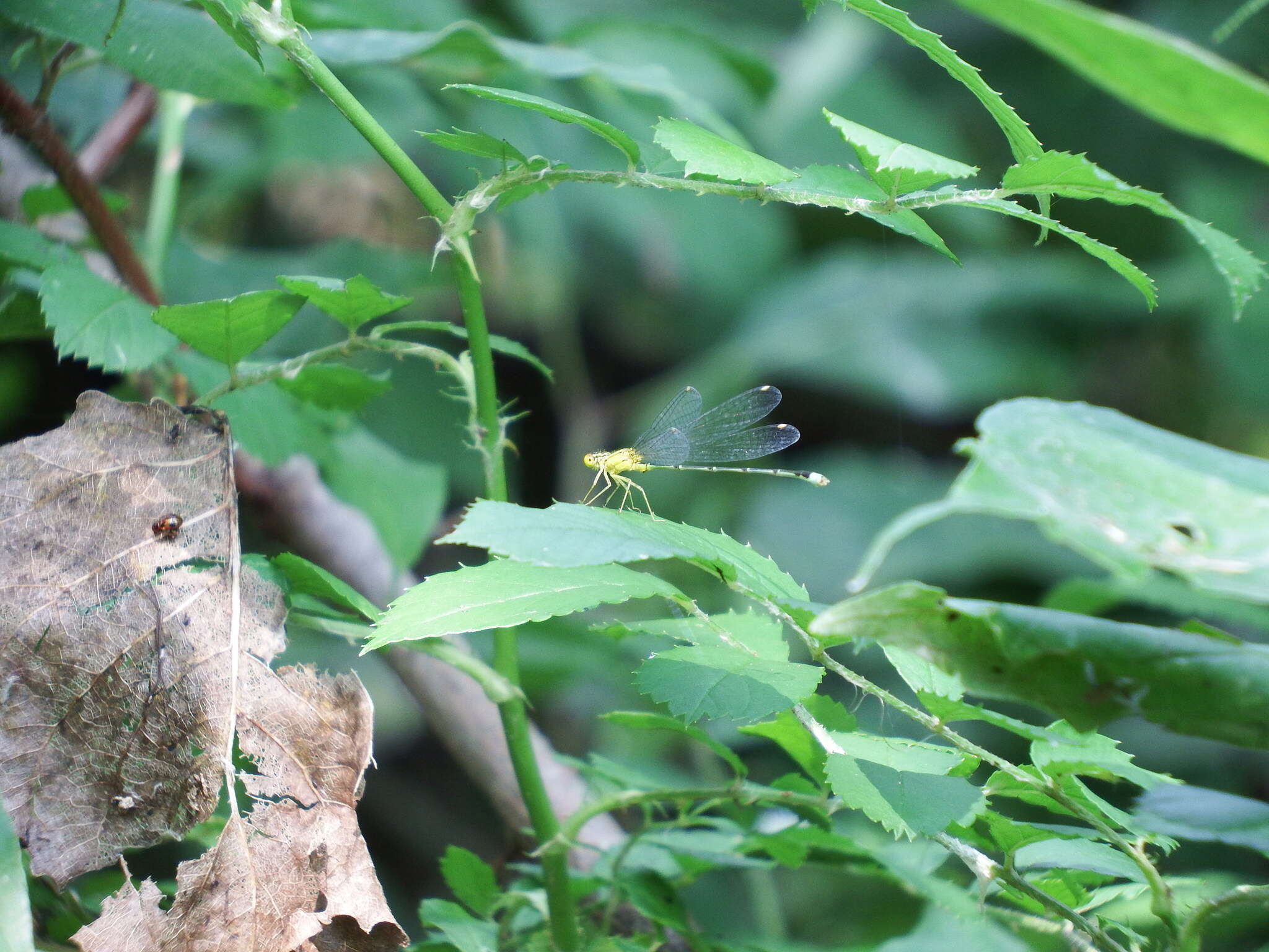 Image of Vesper Bluet