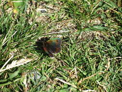 Image of Common Brassy Ringlet