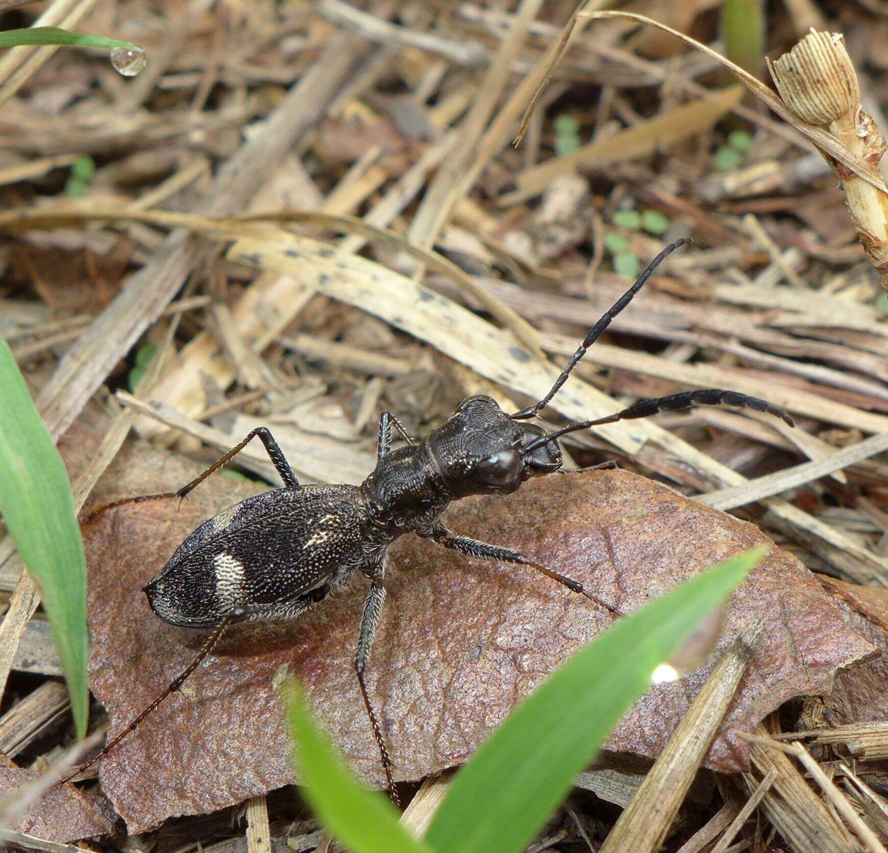 Image of Dromica (Dromica) egregia (Germar 1843)