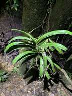 Image of Cleisostoma paniculatum (Ker Gawl.) Garay