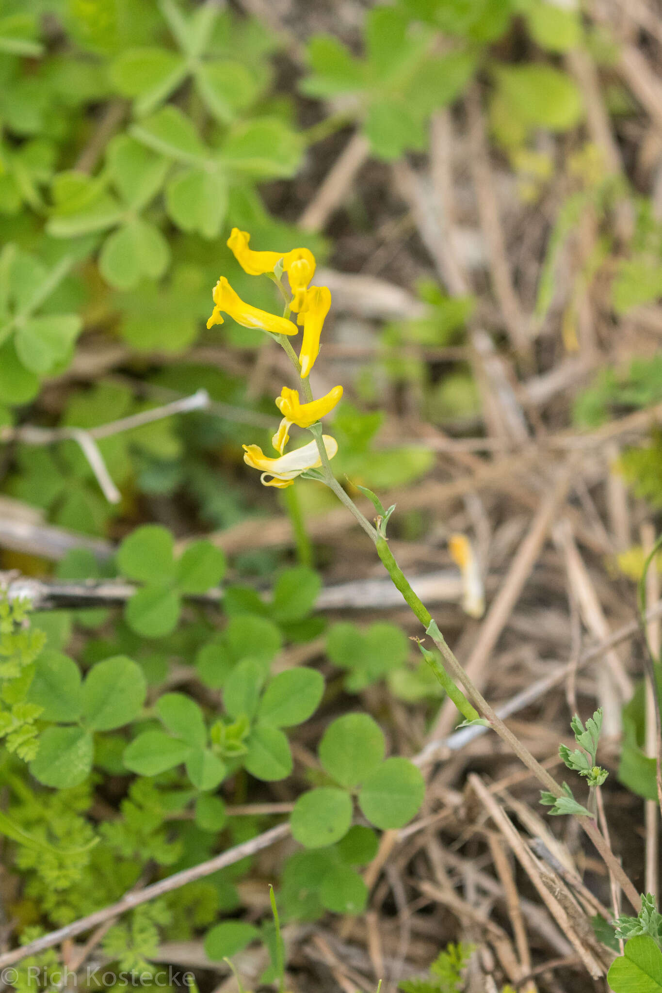 Image of smallflower fumewort