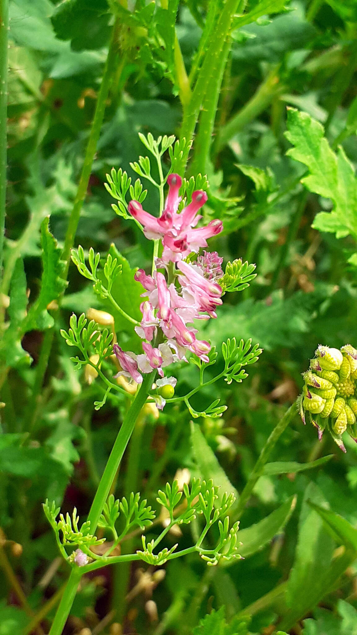 Image of Fumitory