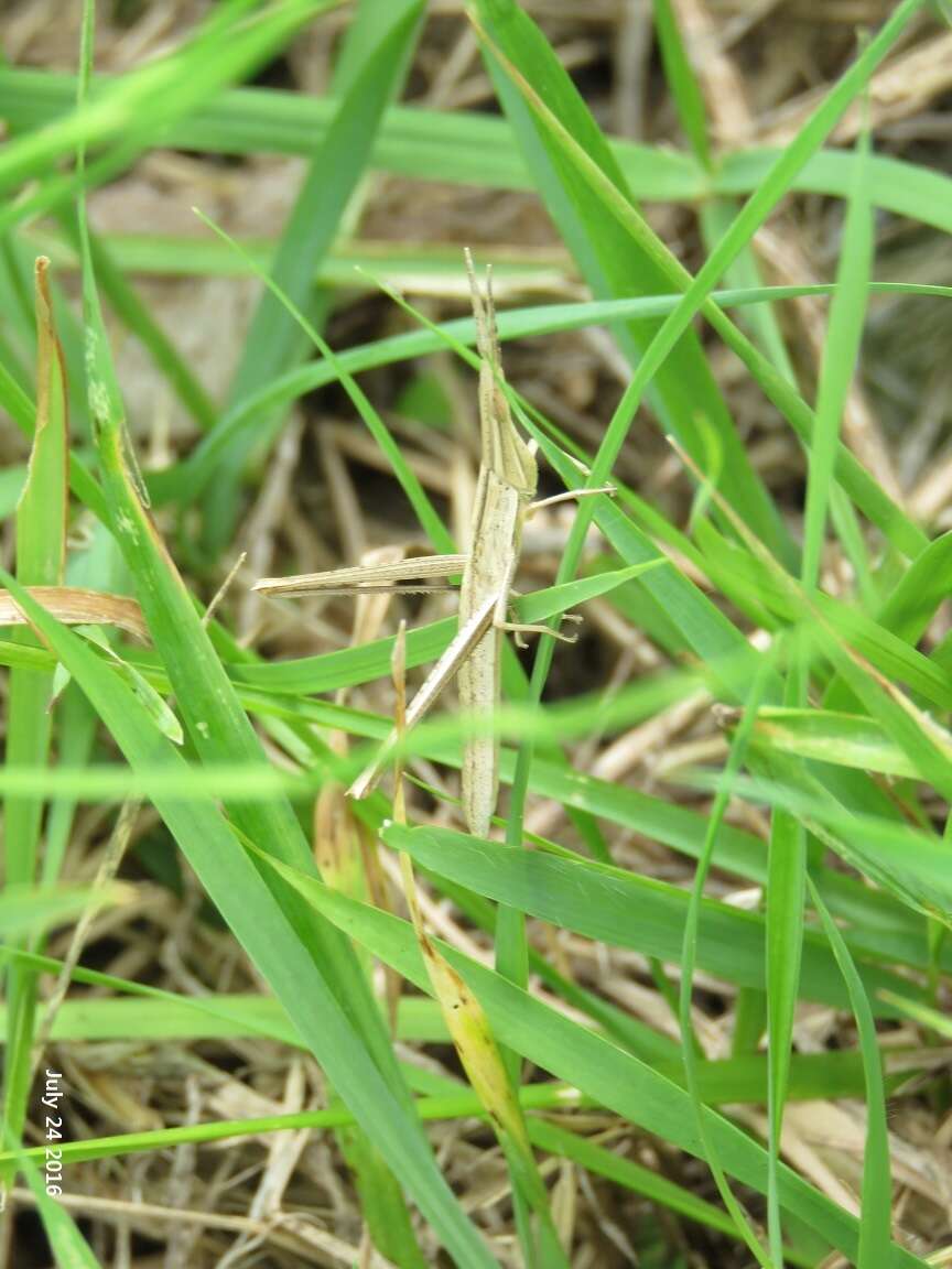 Image of Chinese Grasshopper