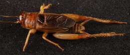 Image of Common Short-tailed Cricket