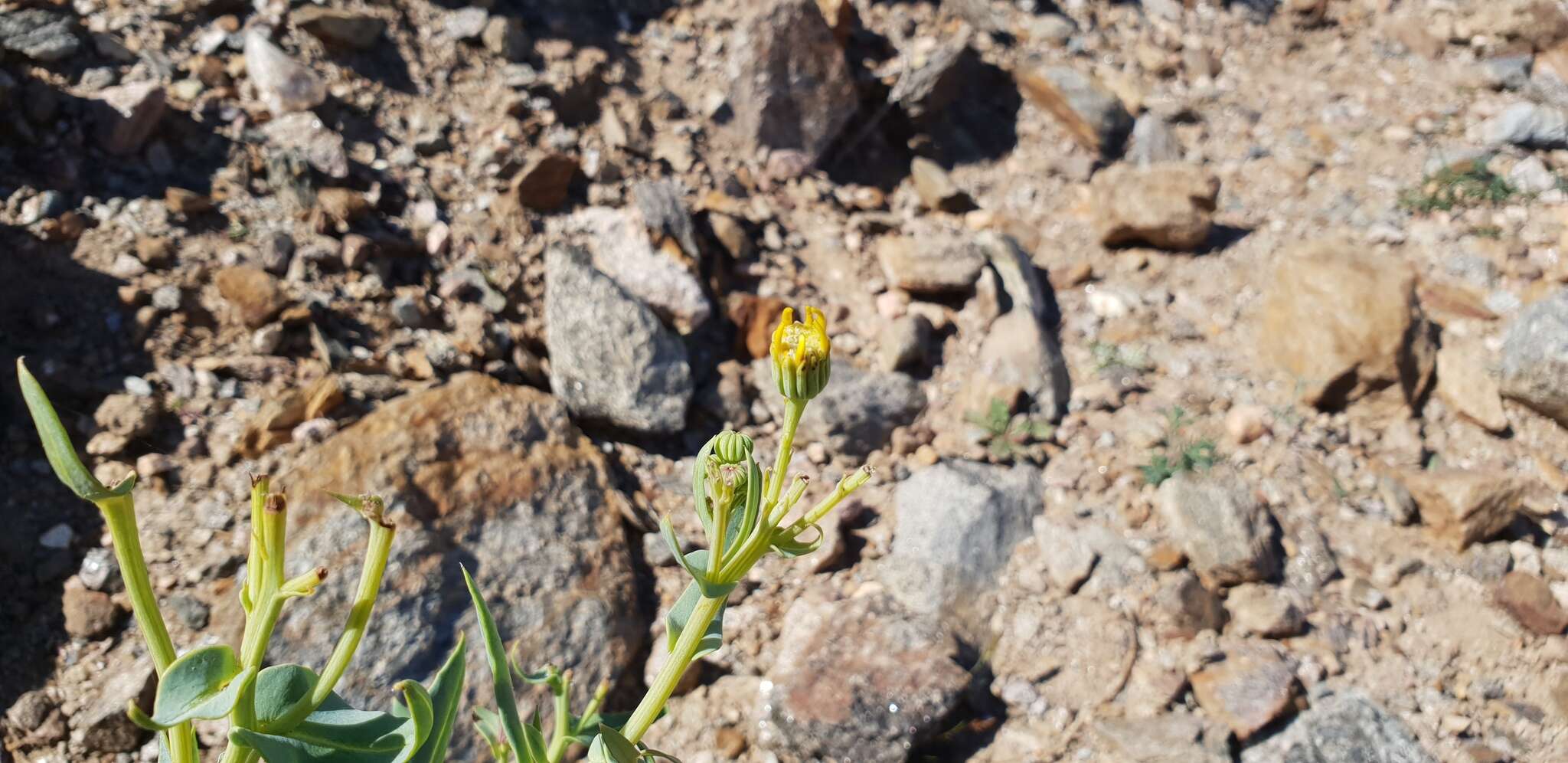 Senecio magnificus F. Müll. resmi