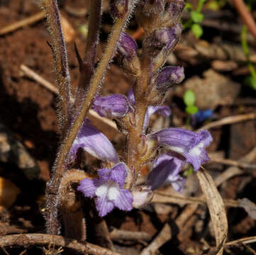 Image of Phelipanche mutelii (F. W. Schultz) Pomel