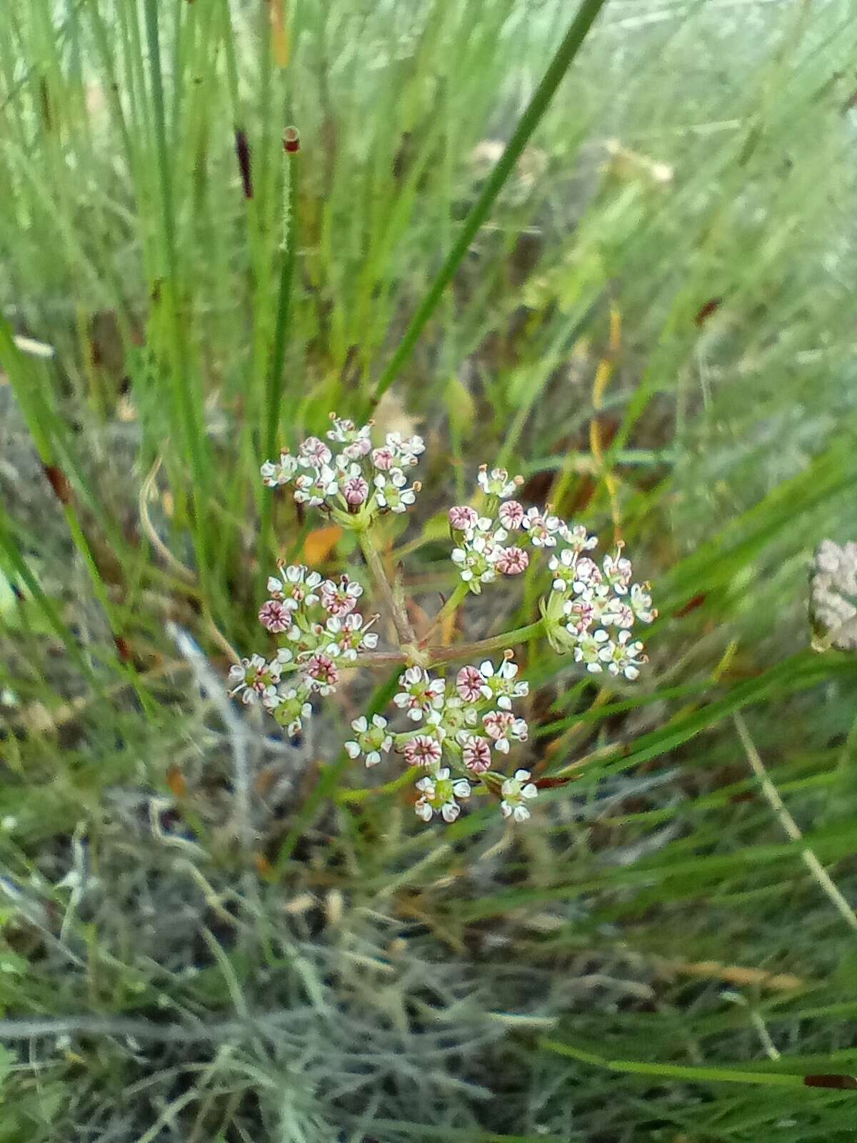 Itasina filifolia (Thunb.) Raf. resmi