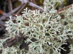 Image of reindeer lichen