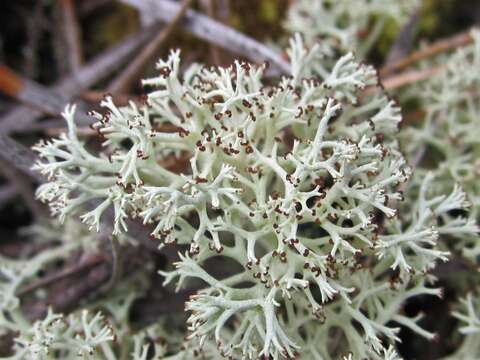 Image de Cladonia arbuscula (Wallr.) Flot.