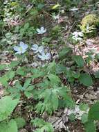 Plancia ëd Ranunculus platanifolius L.