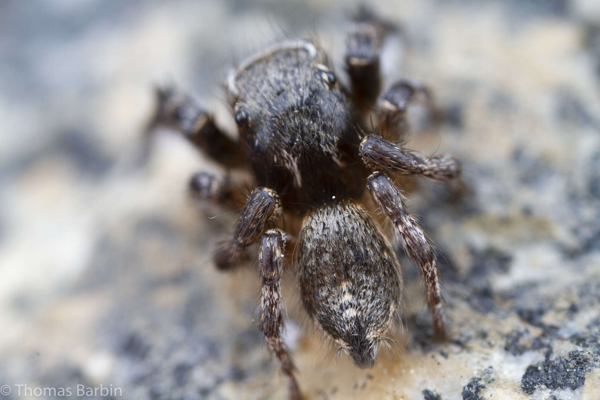 Image of Habronattus hirsutus (Peckham & Peckham 1888)