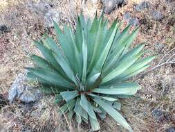 Image of Agave macroacantha Zucc.