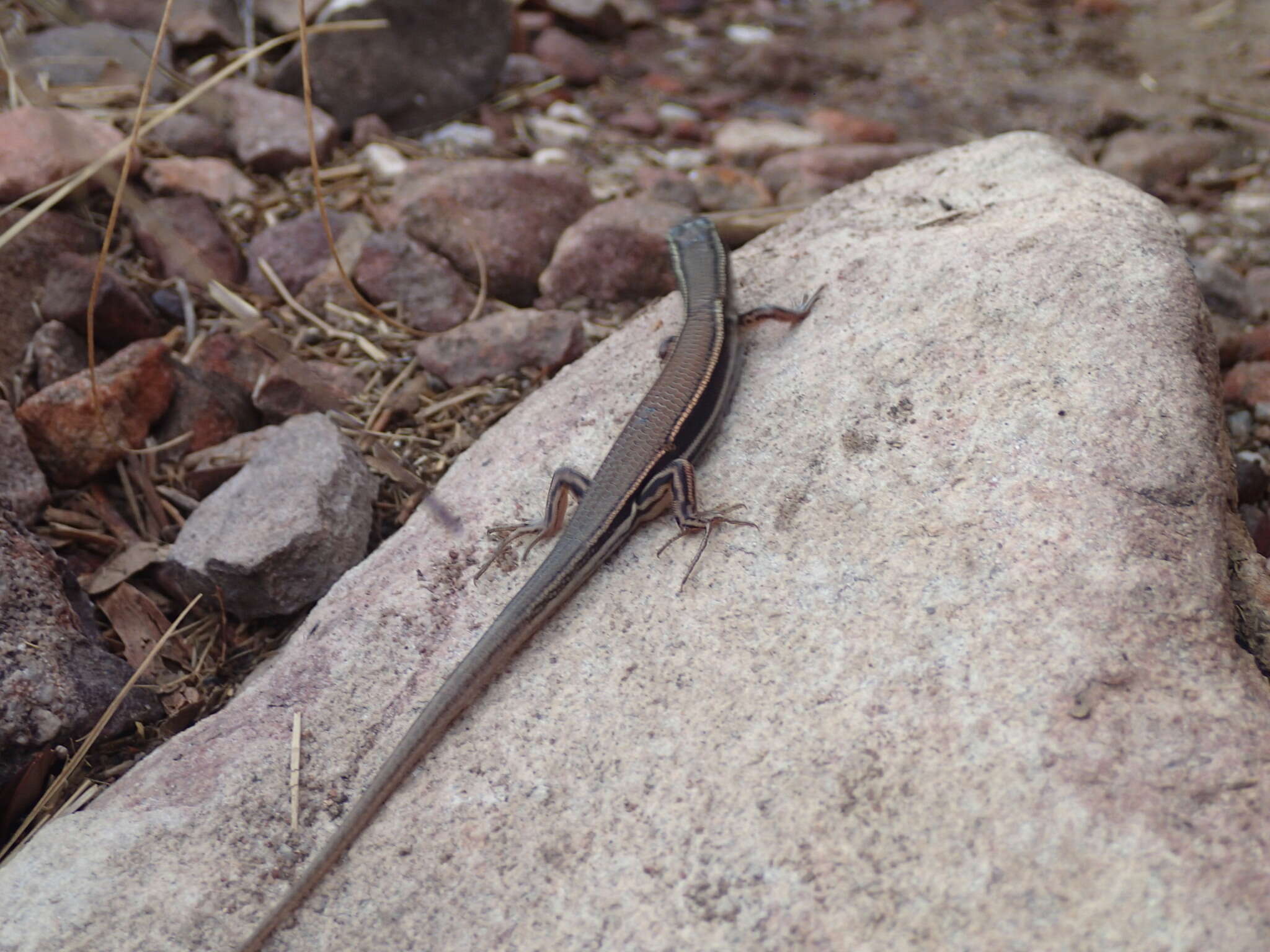 Image of Lowlands Plain-backed Ctenotus