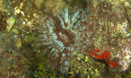 Image of giant feather-duster worm