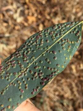 Image of Eucalyptus gall wasp