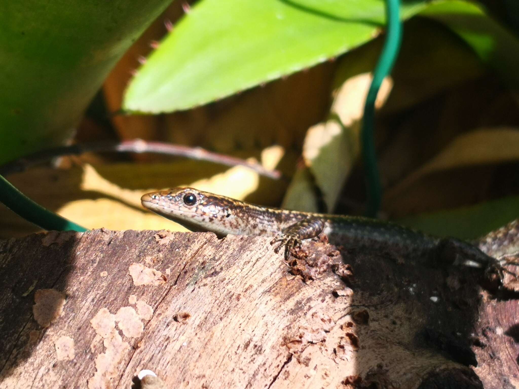 Image of Mottled Snake-eyed Skink