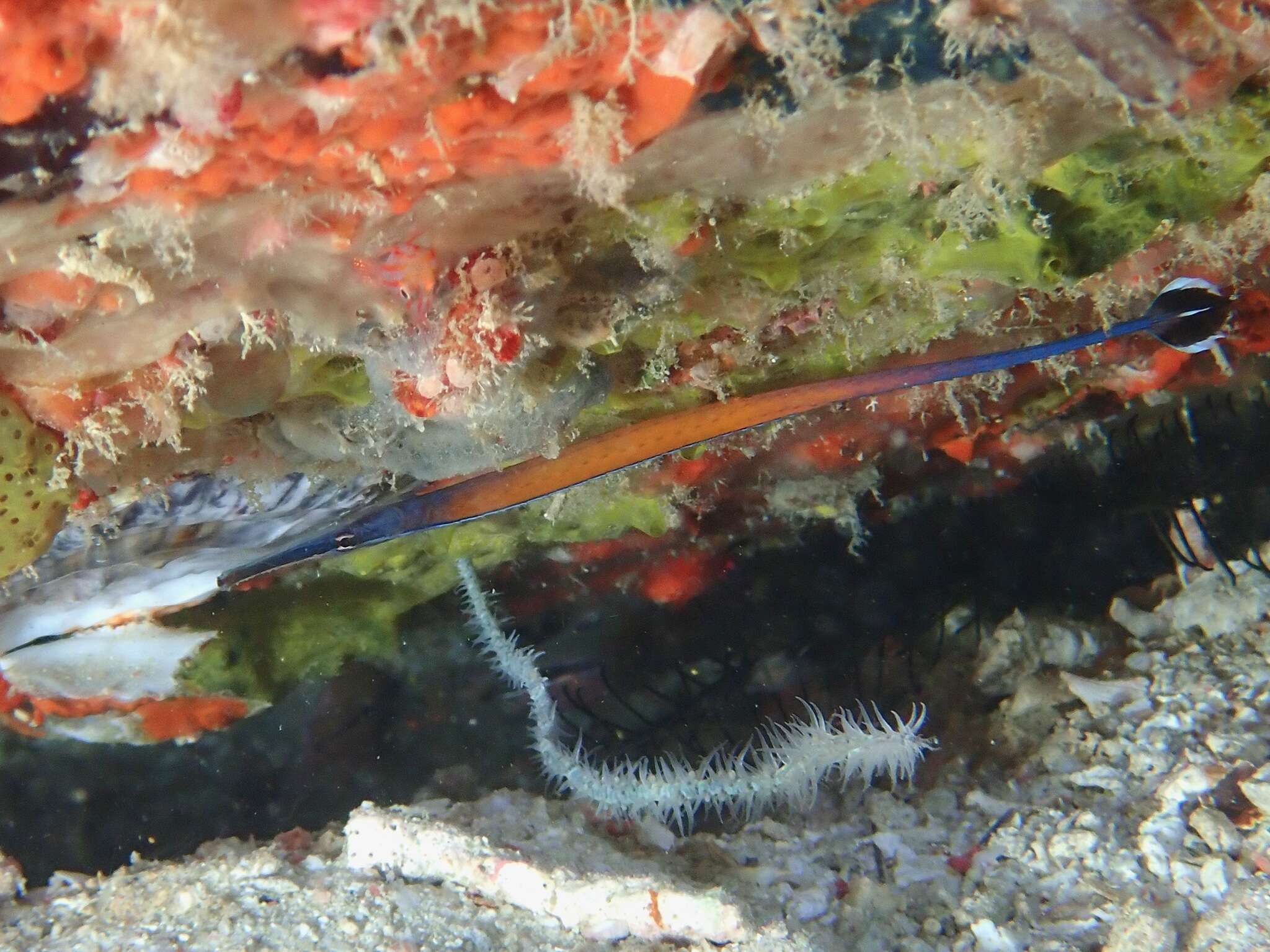 Image of Cleaner Pipefish