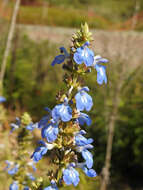 Imagem de Salvia uliginosa Benth.