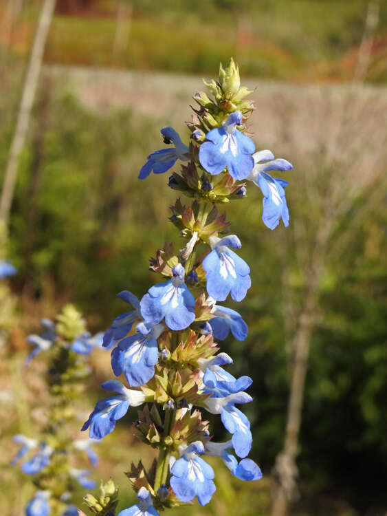 Imagem de Salvia uliginosa Benth.