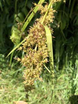 Image of Carex cruciata Wahlenb.